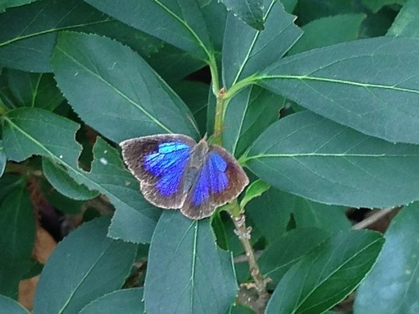 美しい蝶も見られる夏の金比羅山 五日市最新情報