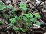 190322-6.jpg