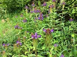 190626-4.jpg