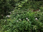 190709-8.jpg
