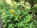 190730-8.jpg
