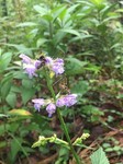 IMG_4020.jpg