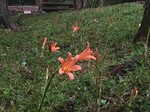 IMG_4085.jpg