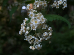 IMG_4296_edited.jpg