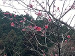 IMG_5216.jpg